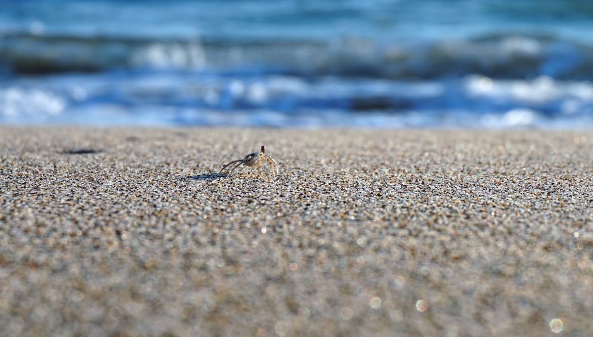 Tiny Crab