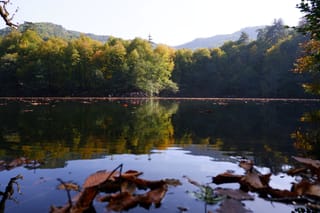 Reflections
